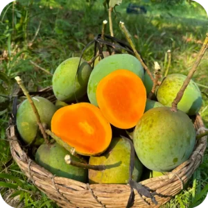 গোবিন্দভোগ আম ১0 কেজি